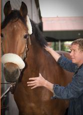 herman-bernard-behandelt-paard-1